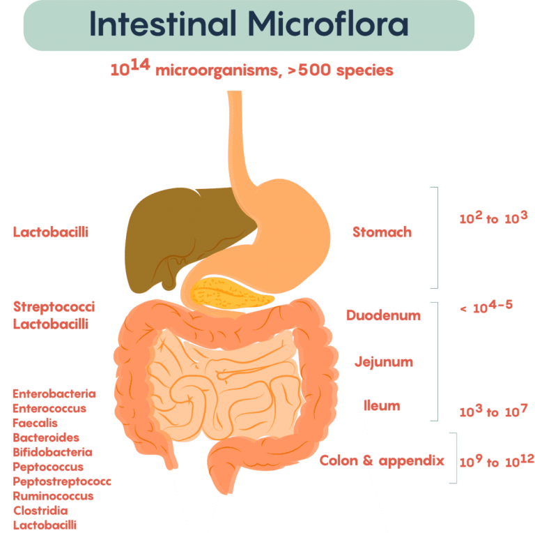 Composición de bacterias que constituyen la flora intestinal