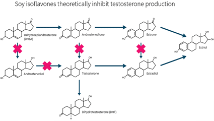 Isoflavonas e inhibición de la producción de testosterona